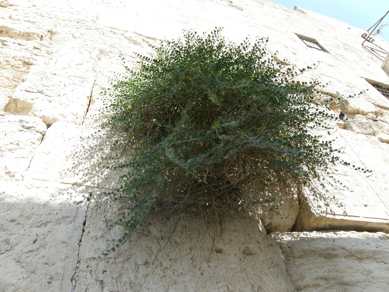 ?上图:耶路撒冷西墙石缝里生长的刺山柑(Capers),可能就是牛膝草(Hyssop)。牛膝草生长于石缝和牆上(王上四33),有人认为是以色列常见的墨角兰(Origanum Marjoram),也有人认为是刺山柑(Thorny Capers),它们都是普通平凡的植物,枝条和厚叶多毛。 出埃及时,以色列用牛膝草把逾越节祭牲的血涂在门楣和两边门柱上(出十二22)。西奈山立约时,摩西用牛膝草蘸血和水洒在约书上和百姓身上(来九19)。为消除了麻风病的人或房子进行洁淨礼时,也用到牛膝草(利十四4、6、49、51)。牛膝草也用来制作红母牛灰做的除污秽的水(民十九6),并用来蘸这水去洁净人和器皿(民十九18)。